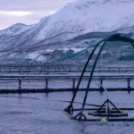 Alphabet X’s latest spinout brings computer vision and AI to salmon farms