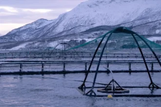 Alphabet X’s latest spinout brings computer vision and AI to salmon farms