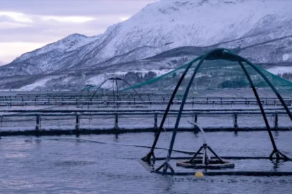 Alphabet X’s latest spinout brings computer vision and AI to salmon farms