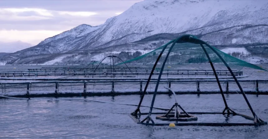 Alphabet X’s latest spinout brings computer vision and AI to salmon farms